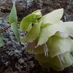 Origanum rotundifolium Flower