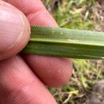 Urochloa eminii Blad