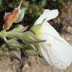 Cistus laurifolius फूल