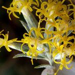 Tetradymia canescens Flor