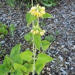 Phlomis russelianaफूल