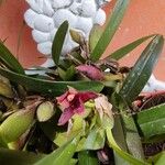 Maxillaria variabilis Кветка