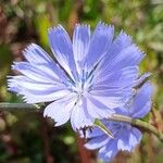 Cichorium endivia Flower