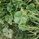 Malva setigera Leaf