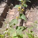 Lipotriche scandens Other