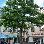 Robinia pseudoacacia Habitus