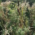 Typha latifoliaFiore