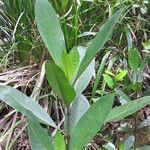 Psychotria pervillei Hábito