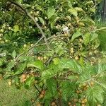 Malus baccata موطن