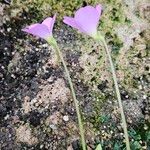 Pinguicula gigantea Flower