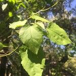 Croton megalobotrys Leaf