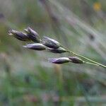 Danthonia decumbens Gyümölcs