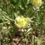 Anthyllis cornicina 花