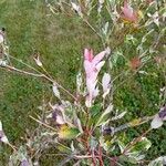 Salix integra Flower