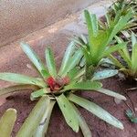 Neoregelia carolinae Листок