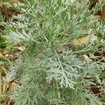 Artemisia austriaca Ліст