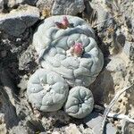 Lophophora diffusa برگ