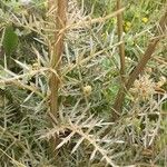 Cynara humilis Blad