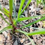 Tragopogon angustifolius 形態