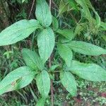 Bidens reptans Leaf