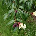 Lafoensia acuminata Hoja
