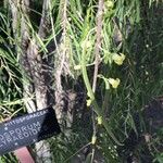 Pittosporum phillyreoides Кветка