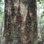 Calophyllum tacamahaca Kora