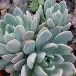 Pachyphytum bracteosum পাতা