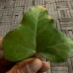 Hedera helix Leaf