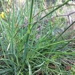 Dianthus arrostoi Blüte