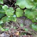 Cymbalaria muralis Leaf