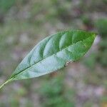 Tabernaemontana persicariifolia Leaf