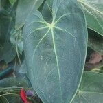 Anthurium scherzerianumLeaf