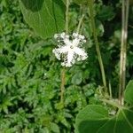 Trichosanthes cucumerina Blüte