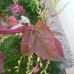 Atriplex hortensis Blad