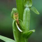 Platanthera sparsiflora Çiçek