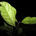 Licaria pachycarpa Hoja