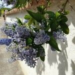 Ceanothus arboreus Λουλούδι