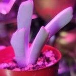 Cheiridopsis denticulata Hoja