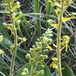 Neottia ovata Flower