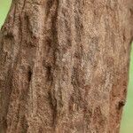 Vitex madiensis Casca
