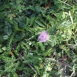 Cirsium filipendulum Habit