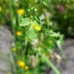 Nasturtium microphyllum Blad