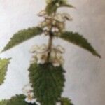 Lamium flexuosum Flower