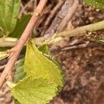 Hibiscus micranthus Rinde