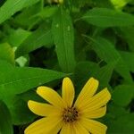 Helianthus divaricatusFlor