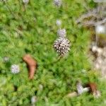 Globularia meridionalis Flor