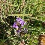 Gentianella campestrisBlüte