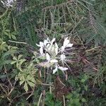 Cleome spinosa Flower