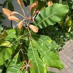 Banksia robur पत्ता